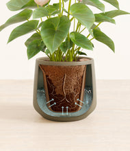 Load image into Gallery viewer, Olive stand:all
