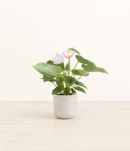 Load image into Gallery viewer, Snowdrift White*****Profile
