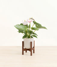 Load image into Gallery viewer, Snowdrift White stand:walnut
