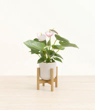 Load image into Gallery viewer, Snowdrift White stand:bamboo
