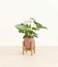 Load image into Gallery viewer, Striped Rose Pink stand:bamboo
