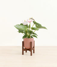 Load image into Gallery viewer, Striped Rose Pink stand:walnut
