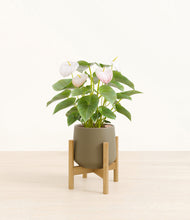 Load image into Gallery viewer, Olive stand:bamboo
