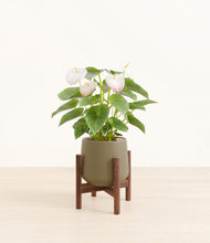 Load image into Gallery viewer, Olive stand:walnut
