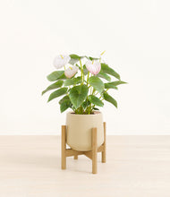 Load image into Gallery viewer, Almond Green stand:bamboo

