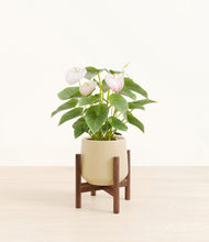 Load image into Gallery viewer, Almond Green stand:walnut
