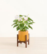 Load image into Gallery viewer, Mustard stand:walnut

