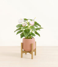 Load image into Gallery viewer, Calm Rose stand:bamboo
