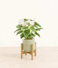 Load image into Gallery viewer, Turquoise stand:bamboo
