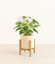 Load image into Gallery viewer, Cream stand:bamboo
