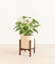 Load image into Gallery viewer, White stand:walnut
