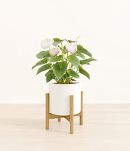 Load image into Gallery viewer, Cream stand:bamboo
