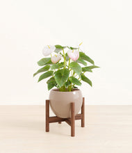 Load image into Gallery viewer, Desert Brown stand:walnut
