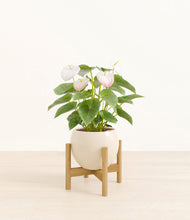 Load image into Gallery viewer, Shiny EggWhite stand:bamboo

