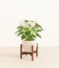 Load image into Gallery viewer, Shiny EggWhite stand:walnut
