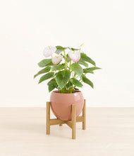 Load image into Gallery viewer, Calm Rose stand:bamboo
