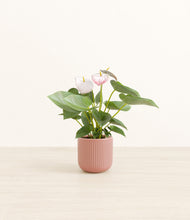 Load image into Gallery viewer, Striped Rose Pink*****Profile
