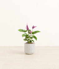 Load image into Gallery viewer, Hammered Ivory*****Profile
