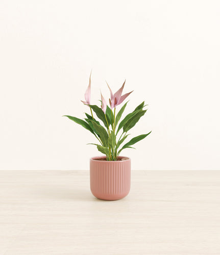 Striped Rose Pink*****Profile