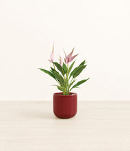 Load image into Gallery viewer, Striped Cherry Red*****Profile
