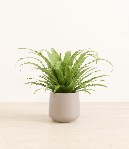 Eternal Gray*****Profile