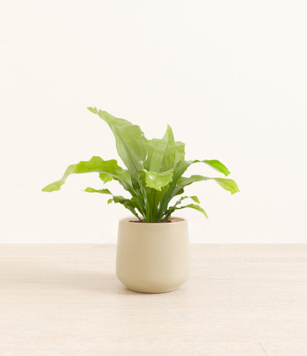 Almond Green*****Profile