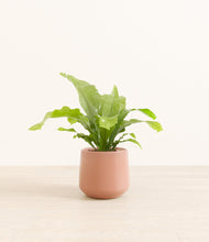 Load image into Gallery viewer, Calm Rose*****Profile
