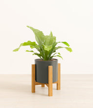 Load image into Gallery viewer, Dark Olive stand:light
