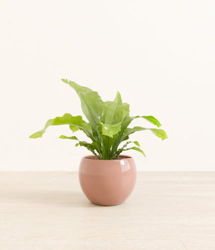 Calm Rose*****Profile