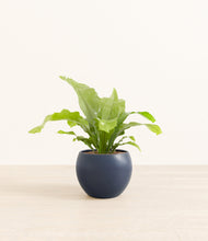 Load image into Gallery viewer, Deep Navy*****Profile
