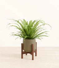 Load image into Gallery viewer, Olive stand:walnut
