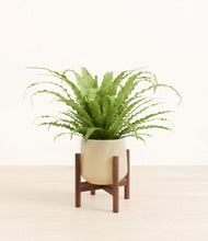 Load image into Gallery viewer, Almond Green stand:walnut
