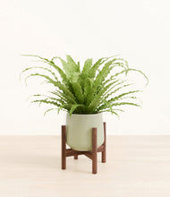Load image into Gallery viewer, Turquoise stand:walnut

