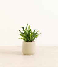 Load image into Gallery viewer, Almond Green*****Profile
