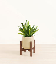 Load image into Gallery viewer, Almond Green stand:walnut
