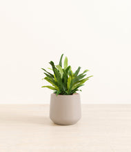 Load image into Gallery viewer, Eternal Gray*****Profile
