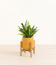 Load image into Gallery viewer, Mustard stand:bamboo
