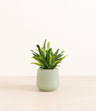 Load image into Gallery viewer, Turquoise*****Profile
