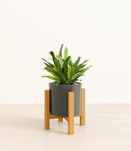 Load image into Gallery viewer, Dark Olive stand:light
