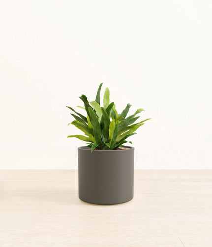 Dark Olive*****Profile