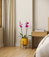 Load image into Gallery viewer, Mustard stand:bamboo
