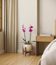 Load image into Gallery viewer, Shiny EggWhite stand:walnut
