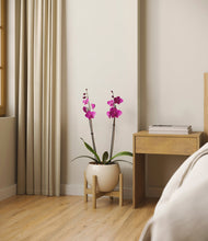 Load image into Gallery viewer, Shiny EggWhite stand:bamboo
