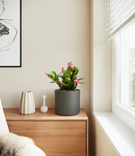 Load image into Gallery viewer, -
