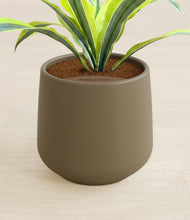 Lade das Bild in den Galerie-Viewer, Olive stand:all
