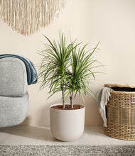 Charger l'image dans la galerie, Natural Bamboo
