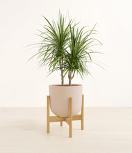 Charger l'image dans la galerie, Sandy Pink stand:light
