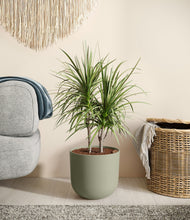 Charger l'image dans la galerie, Sage Green
