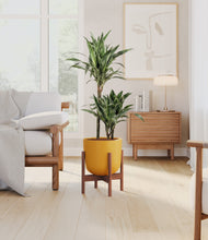 Load image into Gallery viewer, Sunset Orange stand:walnut
