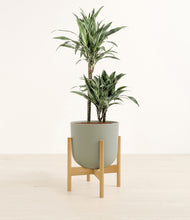 Load image into Gallery viewer, Sage Green stand:bamboo
